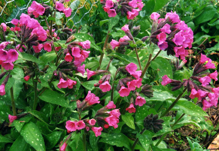 Pulmonaria officinalis 'rose' photo